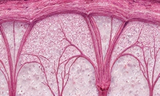 Microscopic view of skin structure with collagen fibers