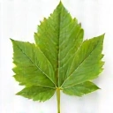 Green leaf icon